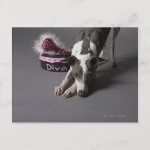 Dog with diva bowl, sniffing floor postcard