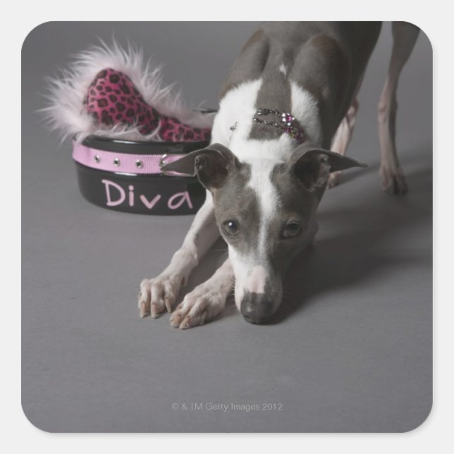 Dog with diva bowl, sniffing floor square sticker (Front)