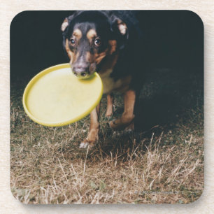 Dog With Frisbee in Mouth Coaster
