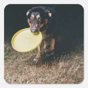 Dog With Frisbee in Mouth Square Sticker