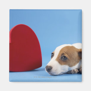 Dog with heart magnet