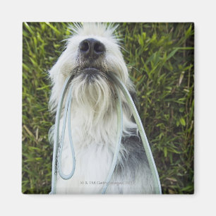 Dog with leash in mouth magnet