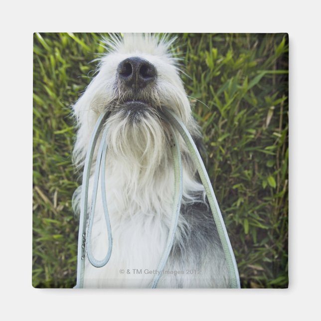 Dog with leash in mouth magnet (Front)