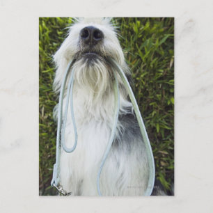 Dog with leash in mouth postcard