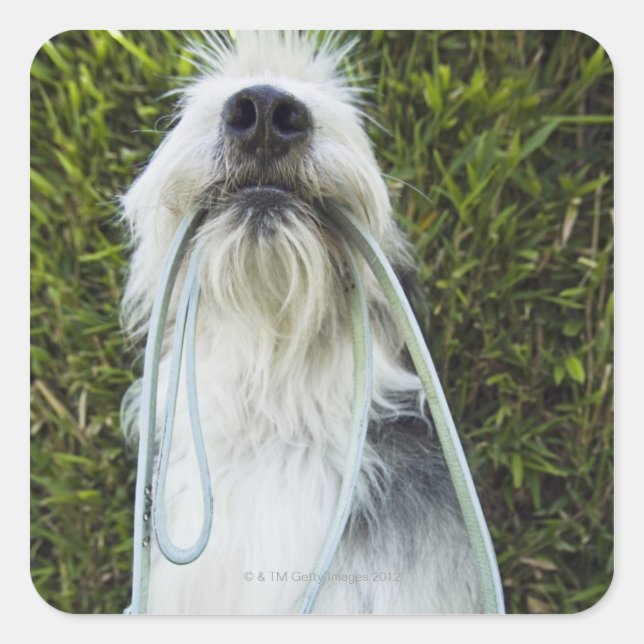 Dog with leash in mouth square sticker (Front)