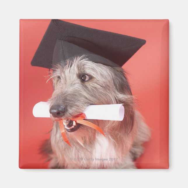 Dog with mortarboard and diploma magnet (Front)