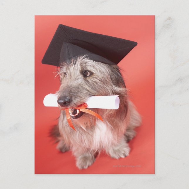 Dog with mortarboard and diploma postcard (Front)
