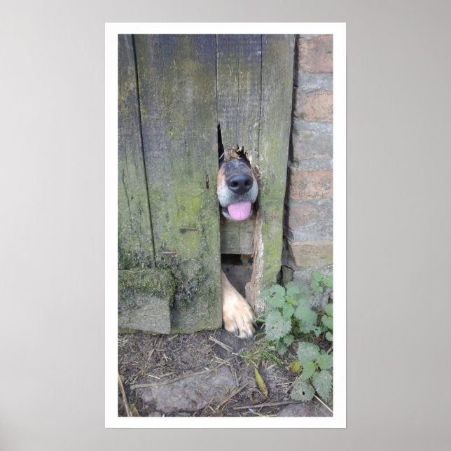 Dog with Nose through Hole in Fence Poster (Front)