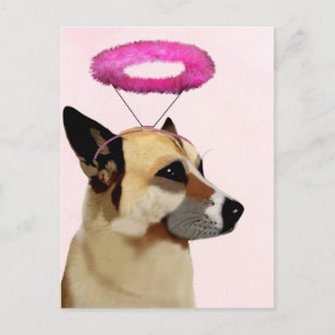 Dog with Pink Halo Postcard