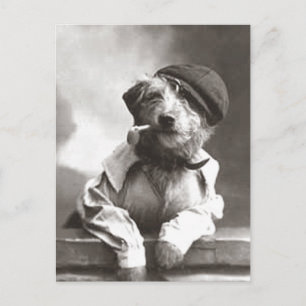 Dog With Pipe and Hat Postcard