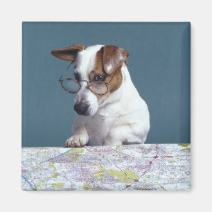 Dog with reading glasses studying map magnet