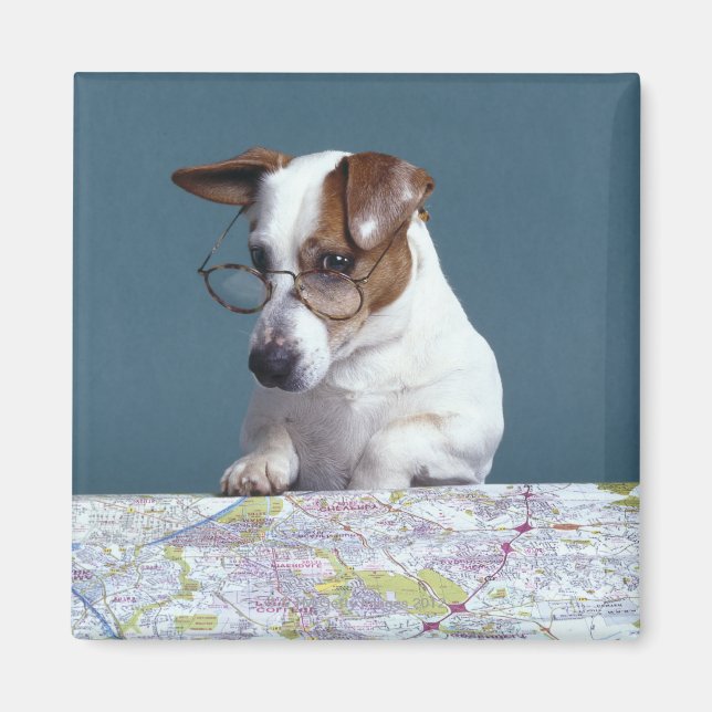 Dog with reading glasses studying map magnet (Front)