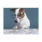 Dog with reading glasses studying map