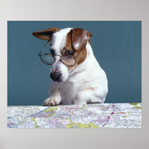 Dog with reading glasses studying map poster