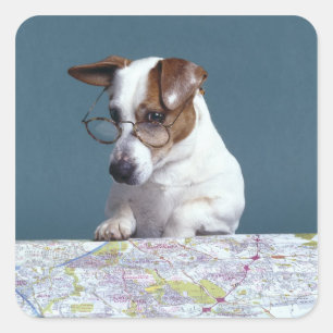 Dog with reading glasses studying map square sticker
