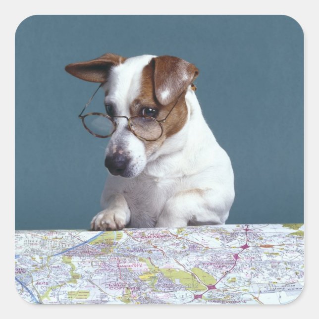 Dog with reading glasses studying map square sticker (Front)