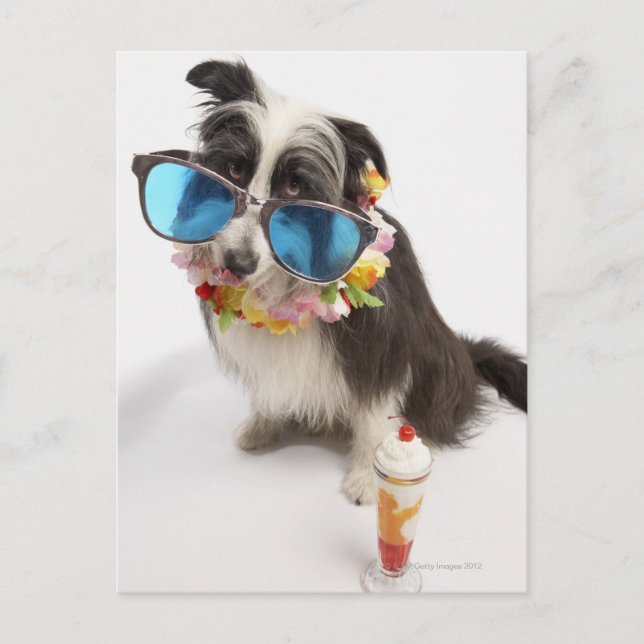 Dog with sunglasses and parfait postcard (Front)