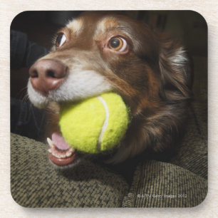 Dog with Tennis Ball Coaster