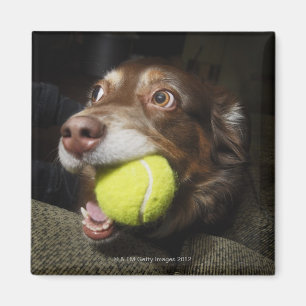 Dog with Tennis Ball Magnet