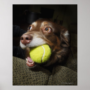 Dog with Tennis Ball Poster