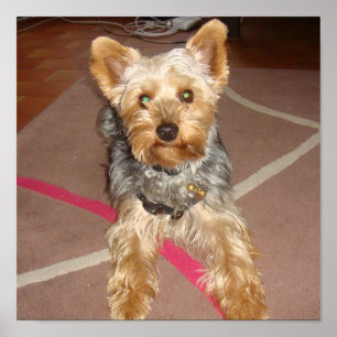 dog "yorkshire terrier" poster