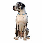 Dogge gefleckt Nestor Schnittfoto Standing Photo Sculpture<br><div class="desc">Great Dane Deutsche Dogge von Doggenhaus</div>