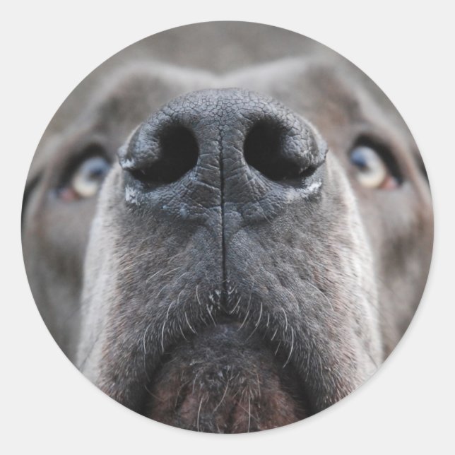 doggenase classic round sticker (Front)