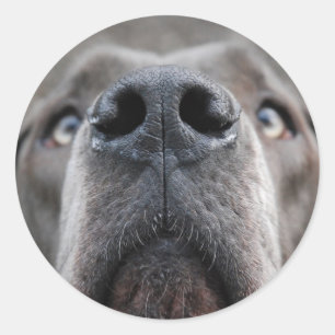 doggenase classic round sticker