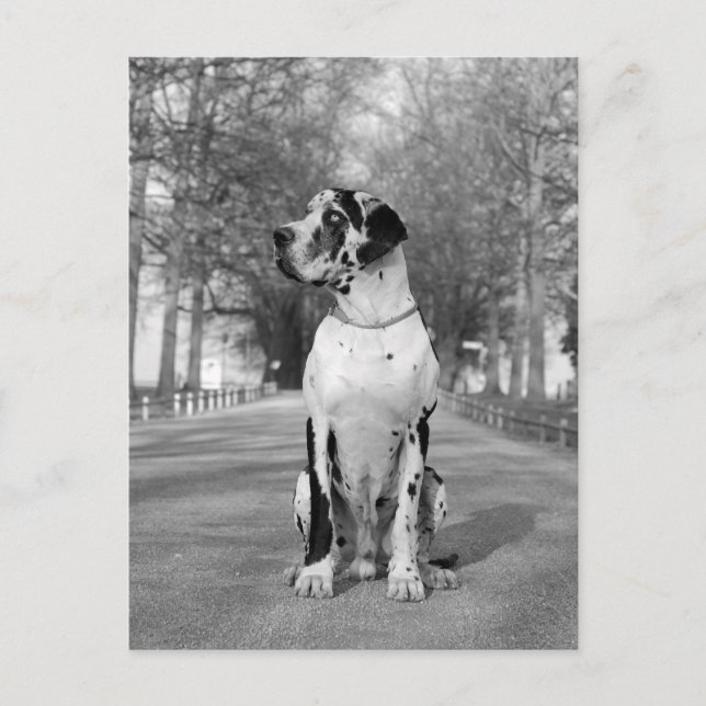 Doggenhaus Postcard (Front)