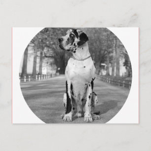 Doggenhaus Postcard