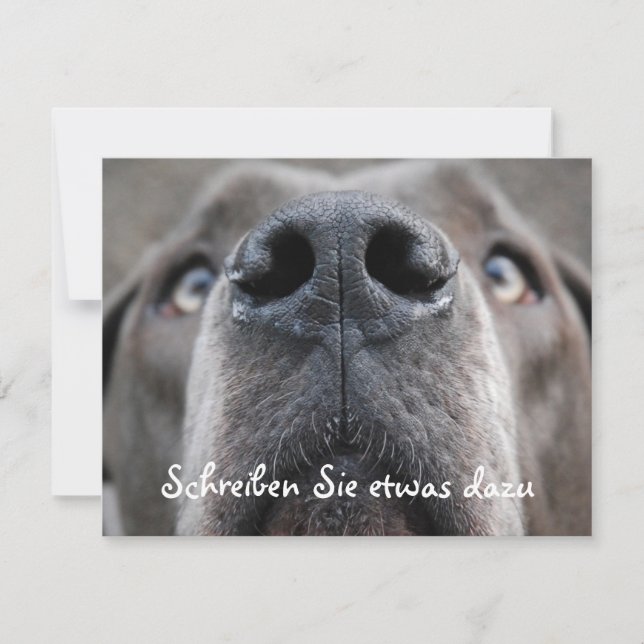 Doggennase (Front)