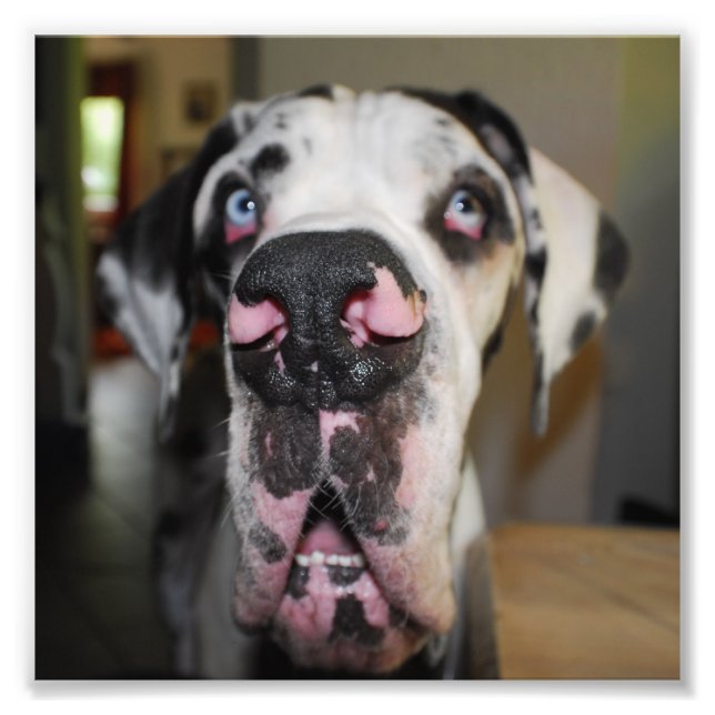 Doggennase Photo Print (Front)