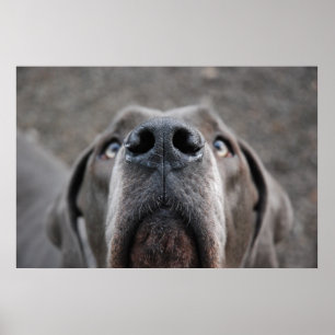 Doggenposter Nase Poster