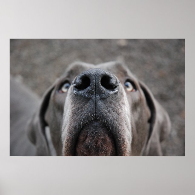 Doggenposter Nase Poster (Front)