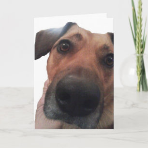 Doggy Hello Card