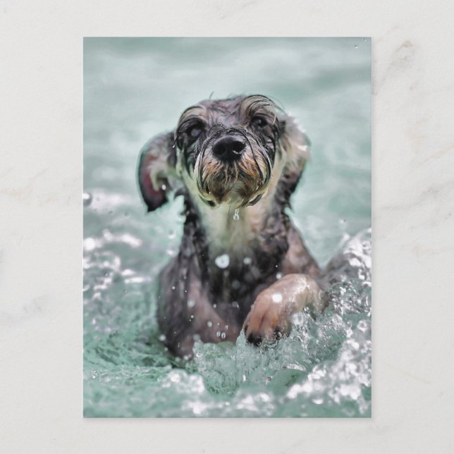 Doggy Paddle Postcard (Front)