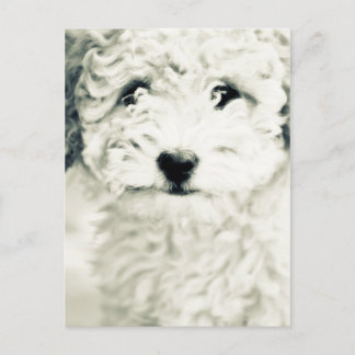 Doggy Postcard