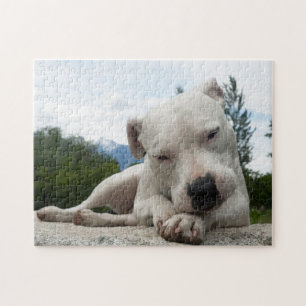 Dogo Argentino  Jigsaw Puzzle