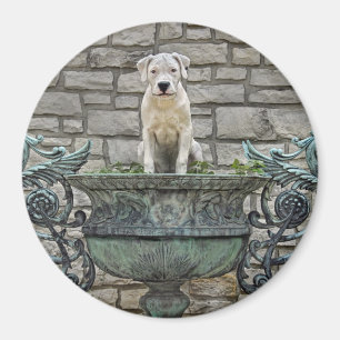 Dogo Argentino Puppy Royal Magnet