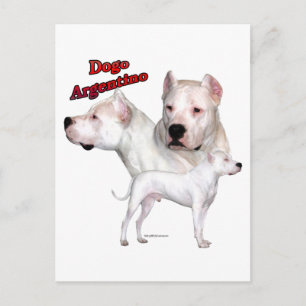 Dogo Argentino Trio 2 Postcard