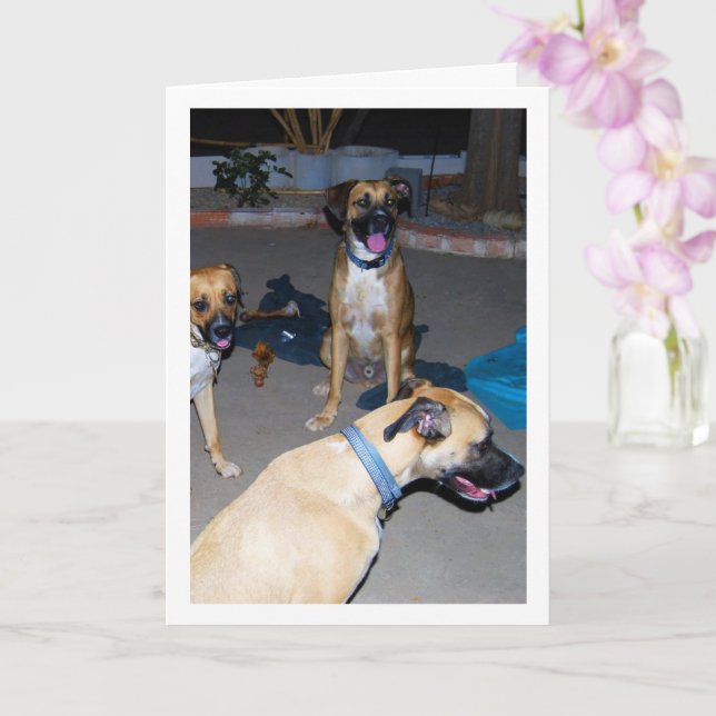 Dogs at Night Card (Orchid)