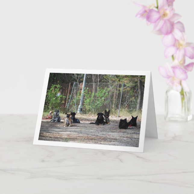 Dogs at Training School Card (Orchid)