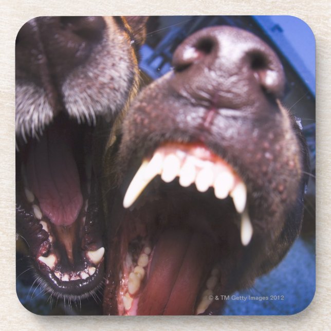 Dogs barking coaster (Front)
