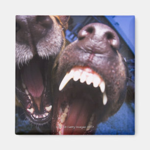 Dogs barking magnet