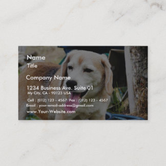 Dogs Beagles Tongues Fur Panting Business Card