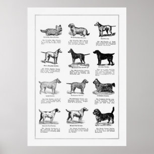 Dogs Breeds 2 Poster