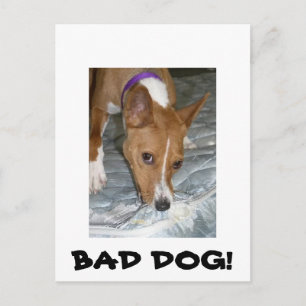 Dogs eats mattress. Bad dog. Postcard