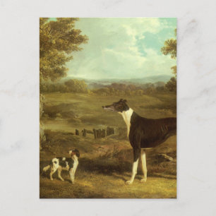 Dogs, Greyhound and Spaniel, Doctor Fop by Herring Postcard