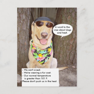 Dogs & Heat Postcard