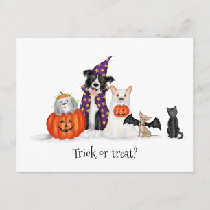 Dogs in Halloween costumes postcard